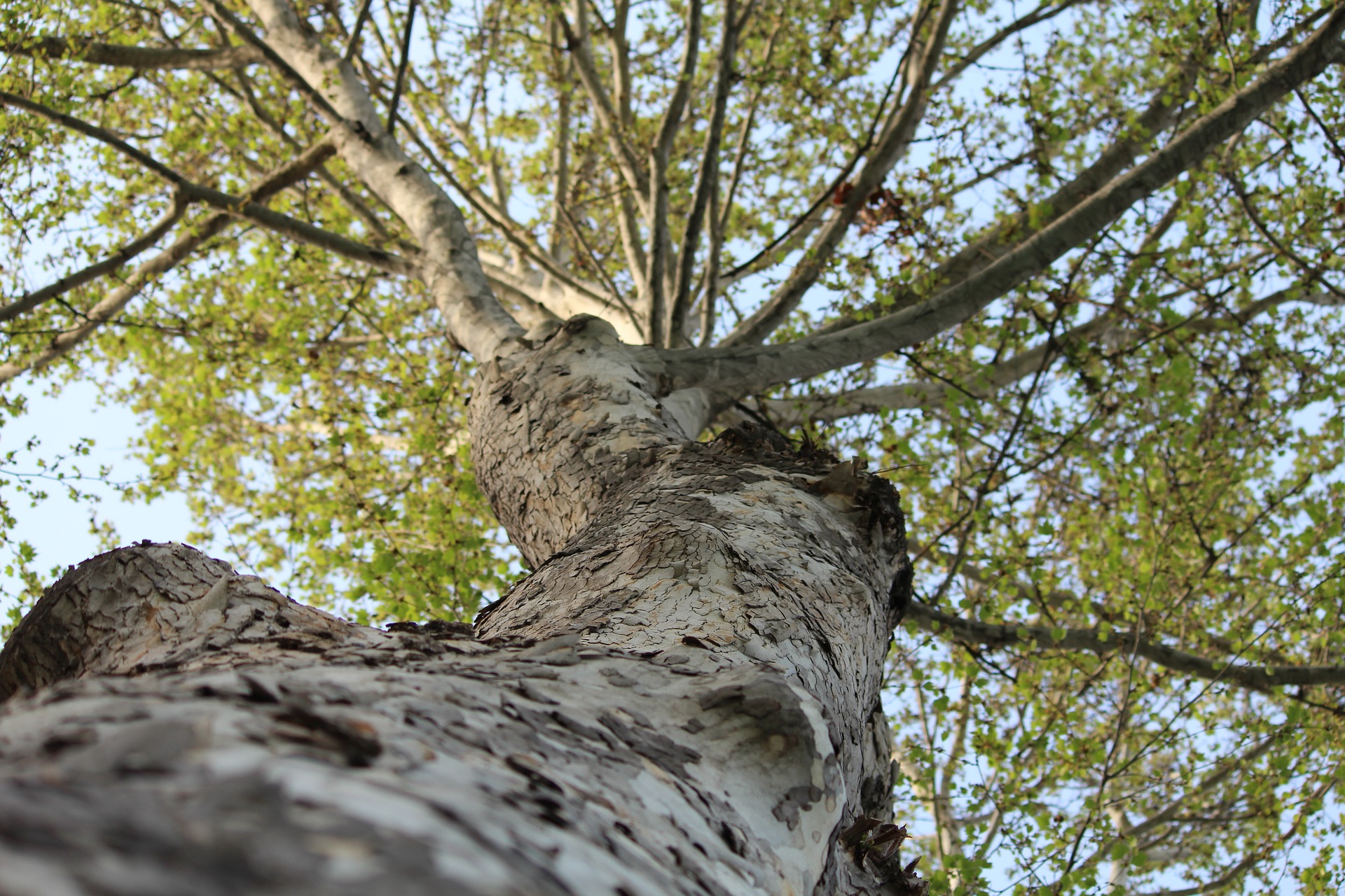 arbre diagnostic